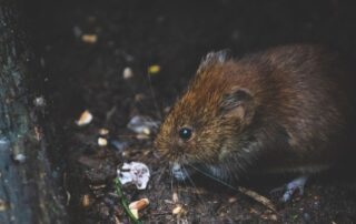 How to Get Rid of Mice