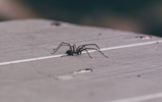 Identify Spiders in Your House