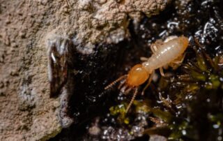 When is the Best Time for Termite Treatment?