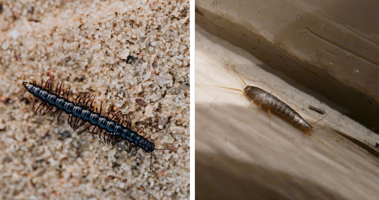 Is it a House Centipede or a Silverfish? Key Differences