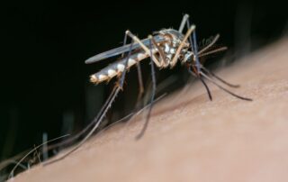 Does Spring Flooding Cause More Mosquitoes?