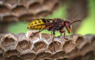 The Hazards of Using Gasoline to Eradicate Wasps