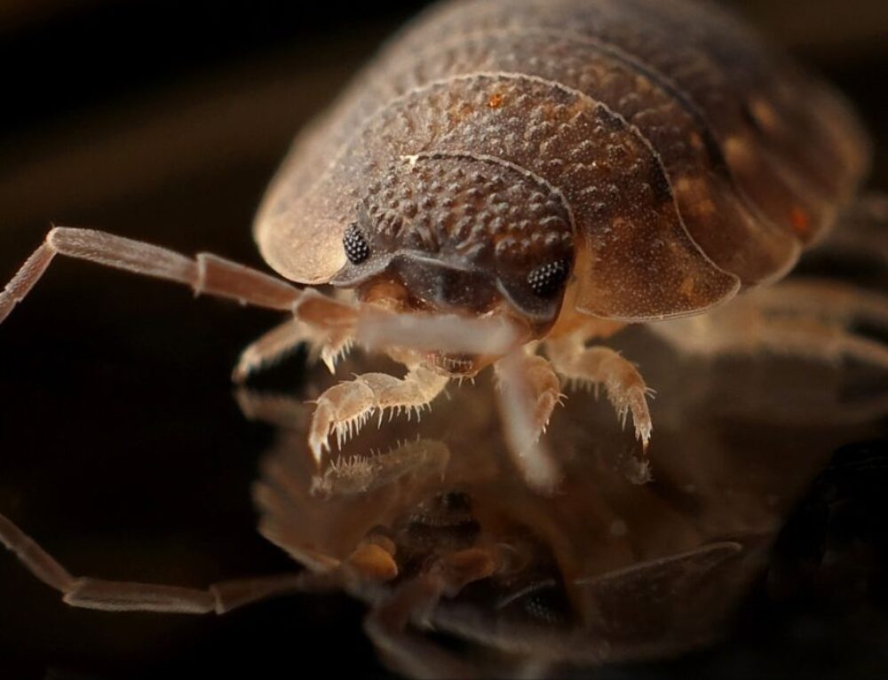 Does Seeing One Bed Bug Mean an Infestation? ABC Pest Control
