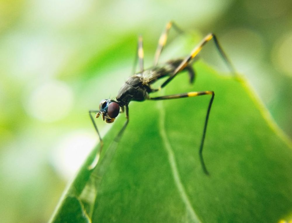 Spider Pest Control Omaha Exterminators | ABC Pest Control Lincoln