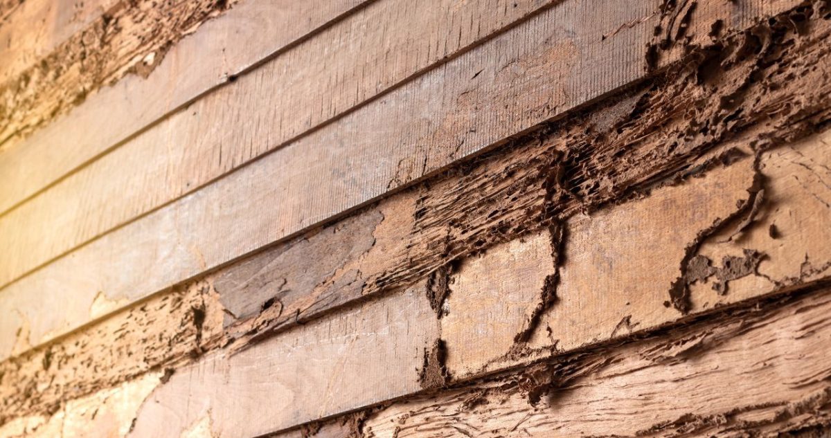 ABC Termite & Pest Control | Lincoln & Omaha Pest Control