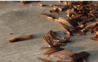 How to Handle a Termite Emergency: Immediate Steps to Take