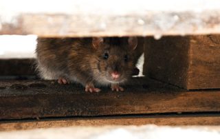 The Hidden Dangers of Ignoring Winter Pests