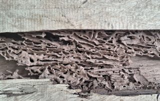 Spring Is Termite Season: Warning Signs of an Infestation & What to Do