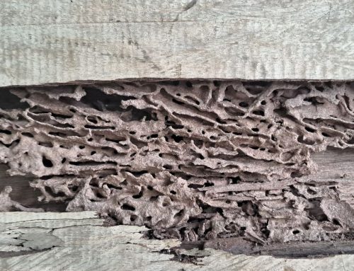 Spring Is Termite Season: Warning Signs of an Infestation & What to Do