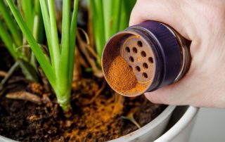 Pest Control Myths Debunked: What Works (and What Doesn’t)