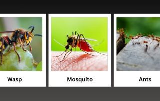 Top Summer Pests in Nebraska & How to Keep Them Out