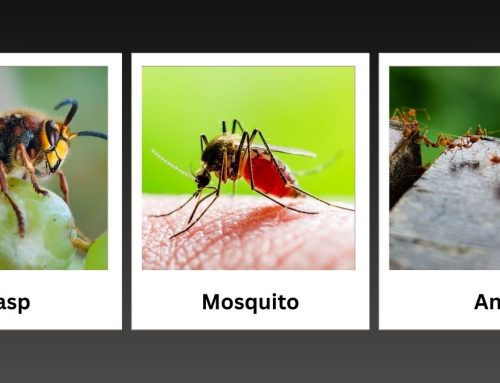 Top Summer Pests in Nebraska & How to Keep Them Out