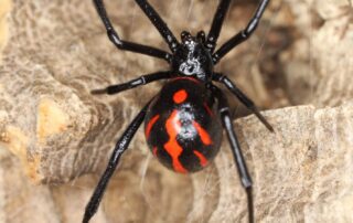 Fact or Fear: Are the Spiders in Nebraska Dangerous?