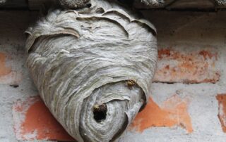 Wasp Warnings: Why August Is Prime Time for Aggressive Nests