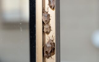 Stink Bug Alert: Expert Tips for Managing Fall's Most Annoying Home Invaders