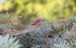 Christmas Tree Bugs: What's Really Hiding in Your Live Tree