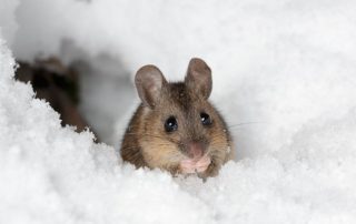 Winterizing Your Home: ABC Pest Control Edition for Effective Seasonal Protection