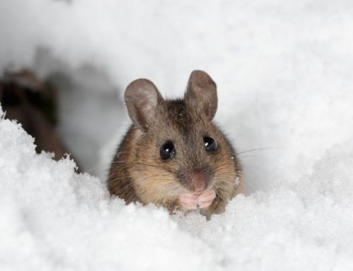 Winterizing Your Home: ABC Pest Control Edition for Effective Seasonal Protection