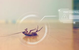 Winter Pests Don't Hibernate: Essential Signs and Prevention Tips for This Season