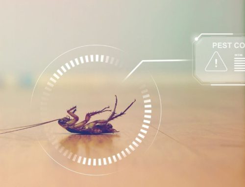 Winter Pests Don’t Hibernate: Essential Signs and Prevention Tips for This Season