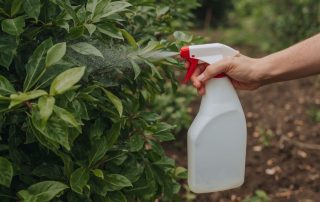 Store Bought Pest Treatments vs. Professional Pest Control: Key Differences and Effectiveness