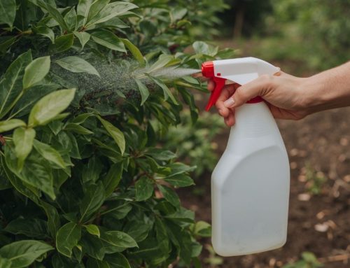 Store-Bought Pest Treatments vs. Professional Pest Control: Key Differences and Effectiveness