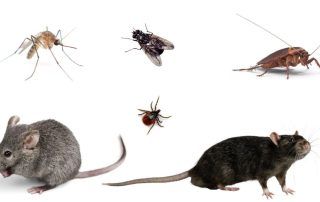 What Are the Disease-Carrying Pests That Homeowners Should Know?