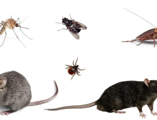 What Are the Disease-Carrying Pests That Homeowners Should Know?