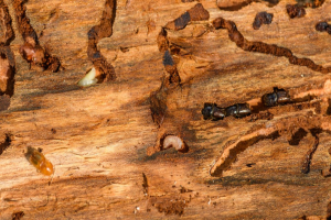 Mud trails, Mystery Dirt and Other Signs of Termites