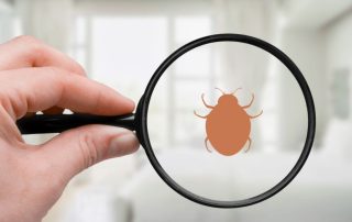 What Are the First Signs of a Pest Problem to Watch For?