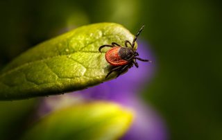 What’s the Best Time of Year to Spray Your Yard for Ticks in Omaha?