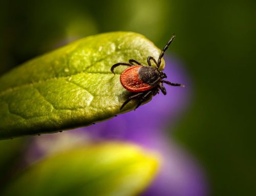 What’s the Best Time of Year to Spray Your Yard for Ticks in Omaha?