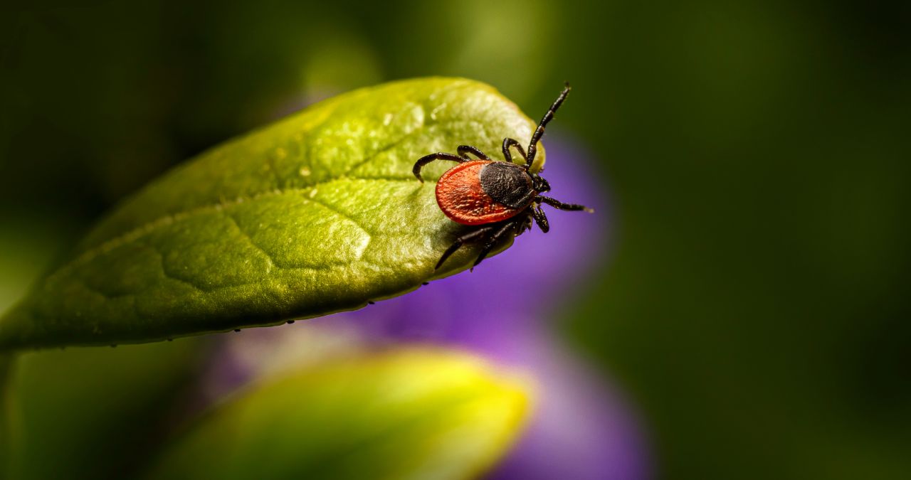 What’s the Best Time of Year to Spray Your Yard for Ticks in Omaha?