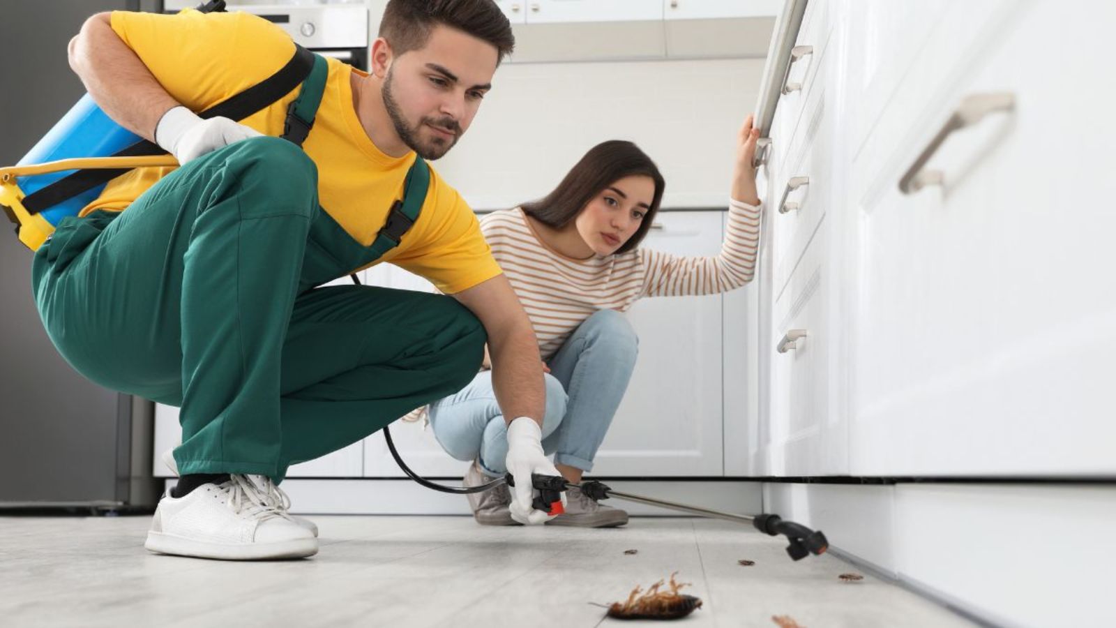 What Are the Signs of Termites or Pest Infestations, and When Should You Call a Professional?
