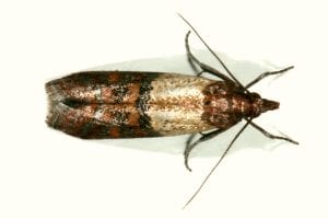 Pantry Pests