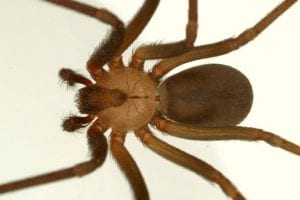 Spiders