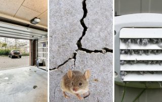 common entry points of mice